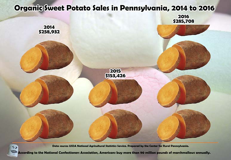 Infographic Showing Organic Sweet Potato Sales in Pennsylvania, 2014 to 2016